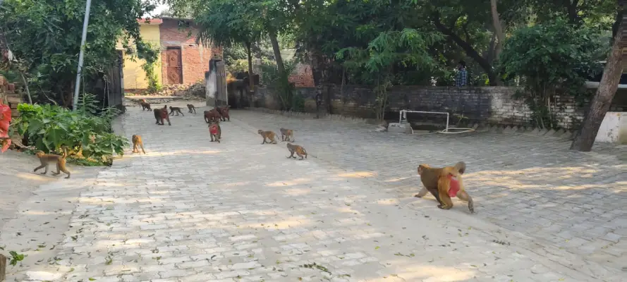 Ambedkar Nagar News: कटेहरी क्षेत्र में बंदरों का आतंक, लोगों में दहशत